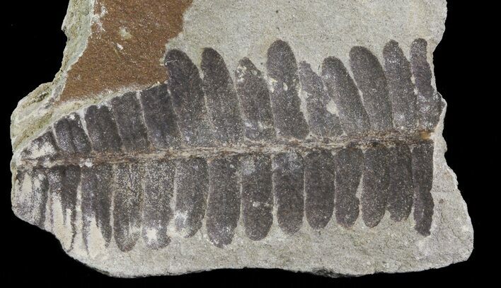 Pecopteris Fern Fossil - Missouri #65952